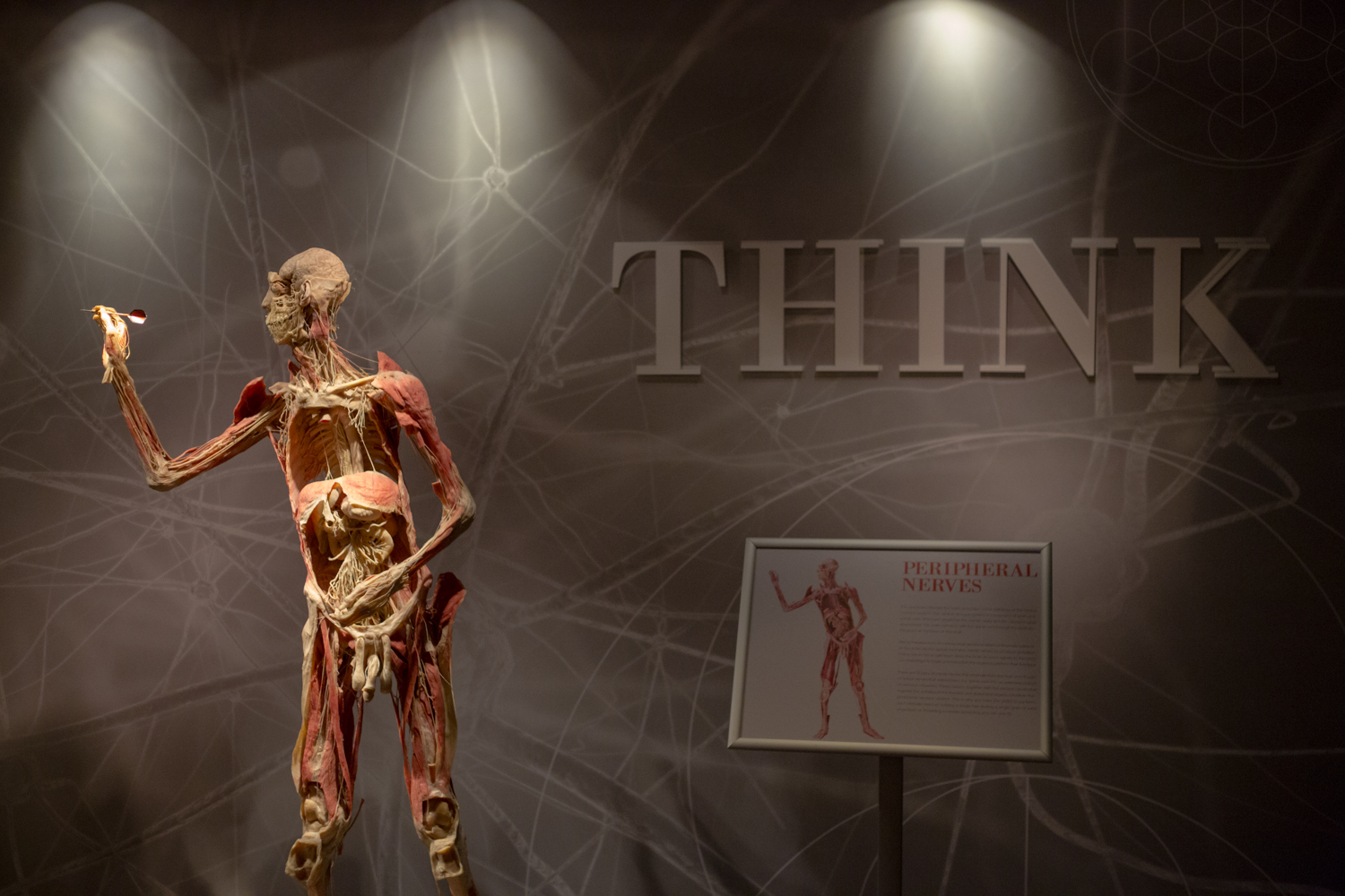 Real Bodies at Horseshoe Las Vegas: A Fascinating Journey Through Human Anatomy